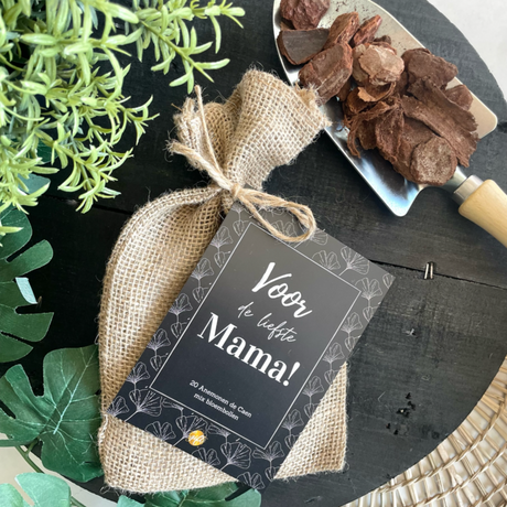 Bloembollen • Mama